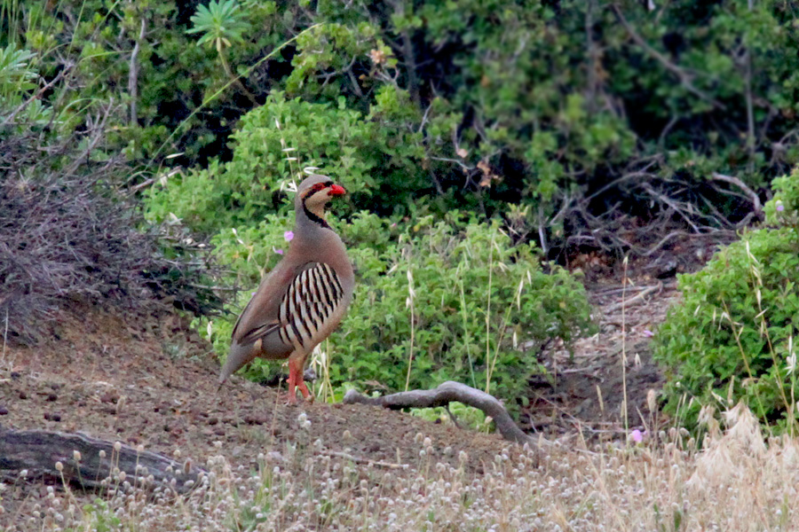 Chukar Partridge