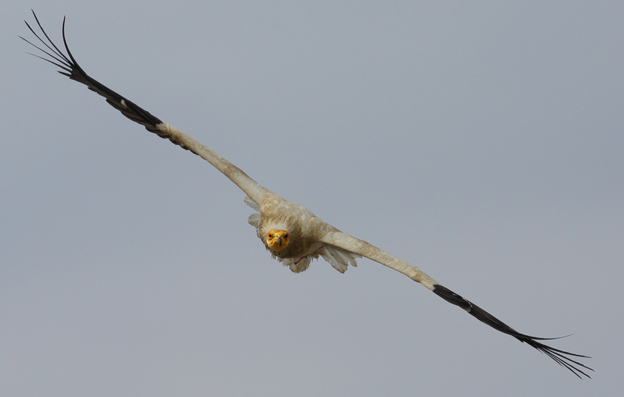 Egyptian Vulture