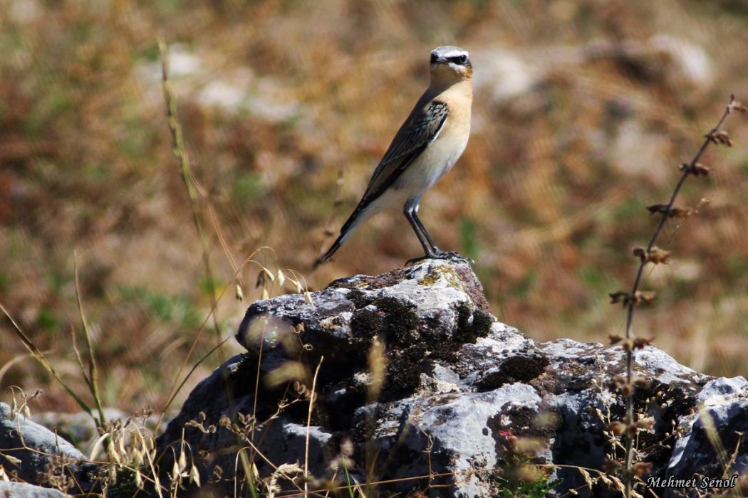 Northern Wheatear