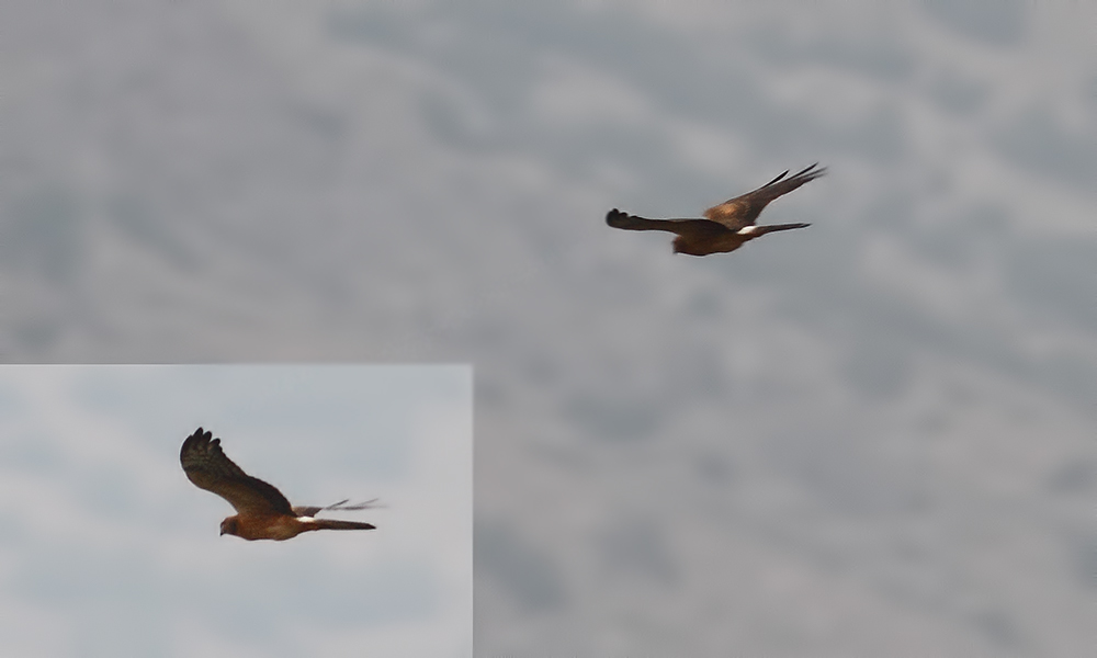 Montagu`s Harrier