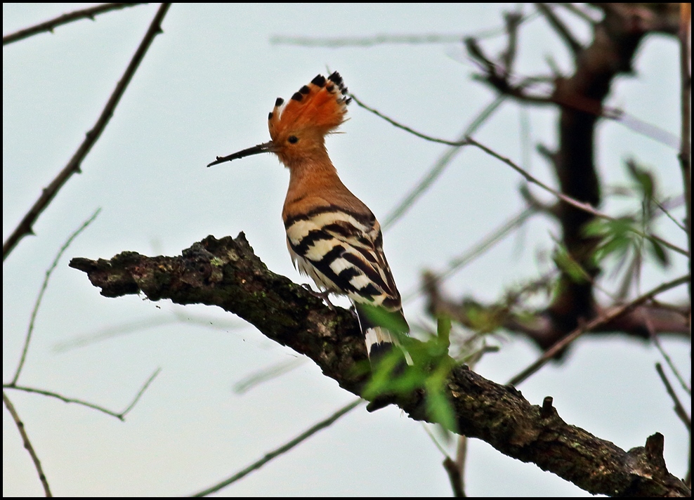 Common Hoopoe