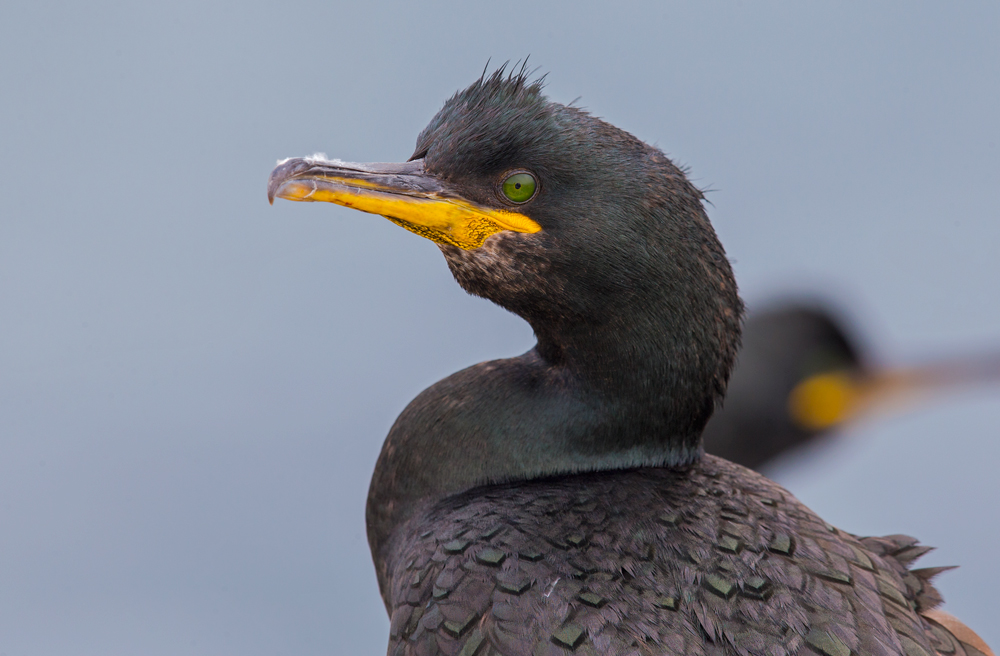 European Shag