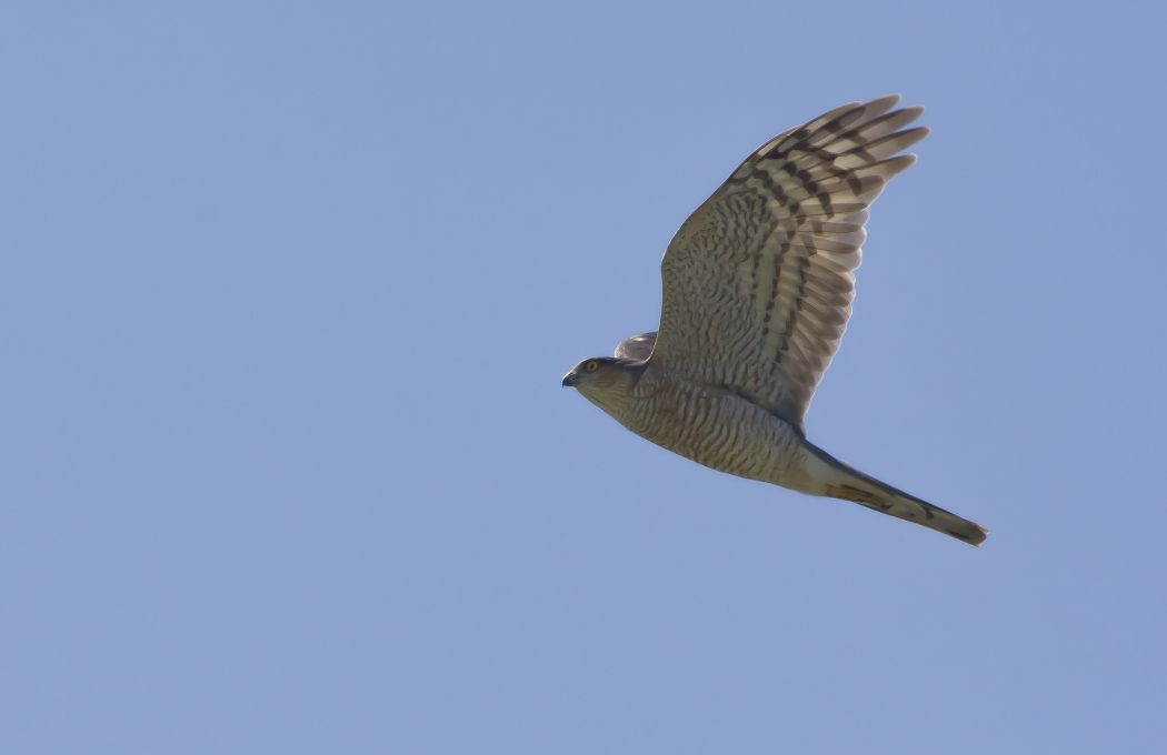 Eurasian Sparrowhawk