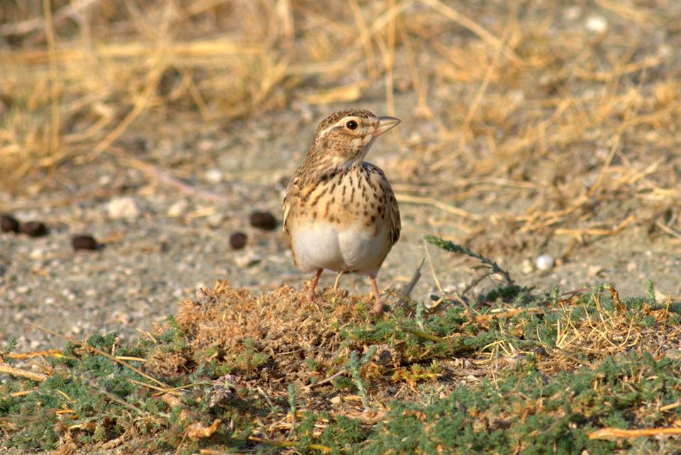 Turkestan Short-toed Lark