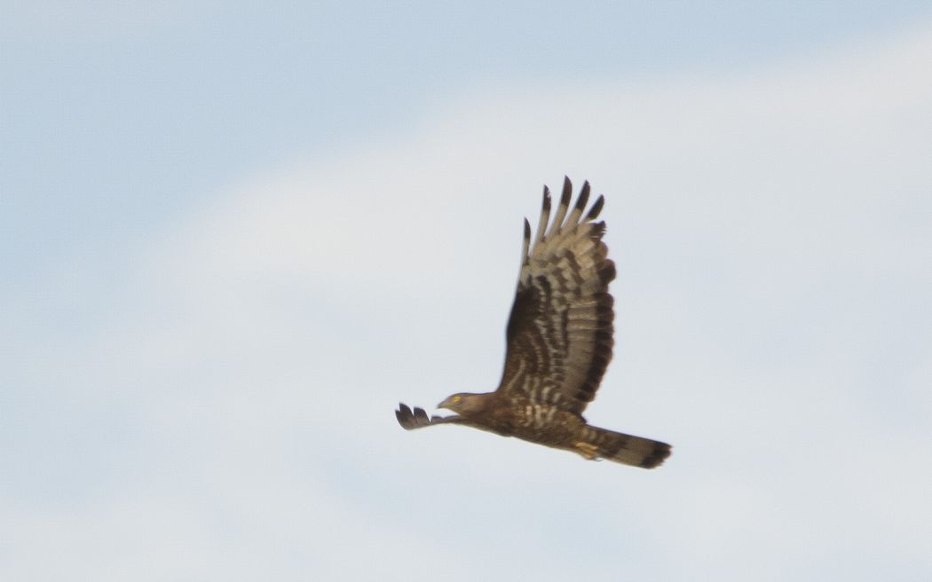 European Honey Buzzard