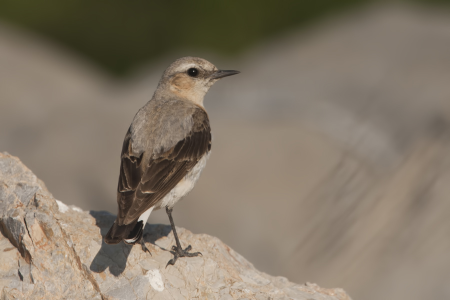 Northern Wheatear