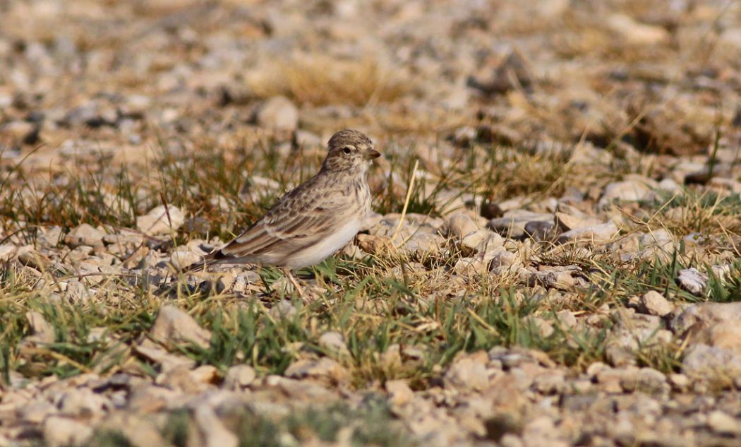 Turkestan Short-toed Lark