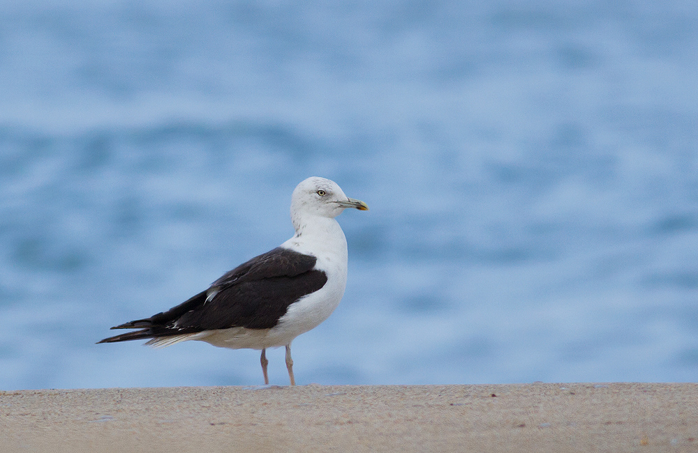 Lesser Black-backed Gull