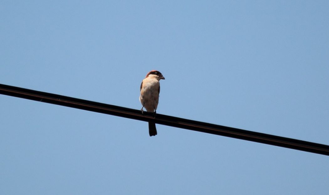 Woodchat Shrike