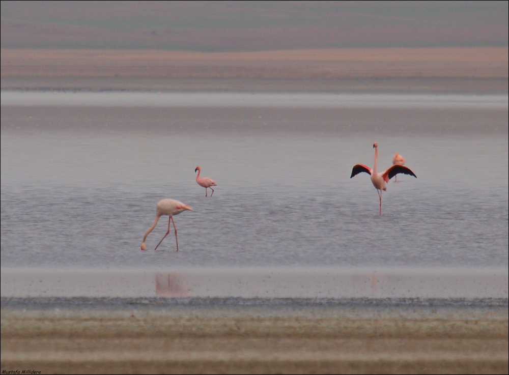 Küçük Flamingo