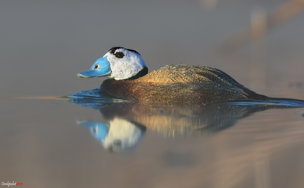 Dikkuyruk