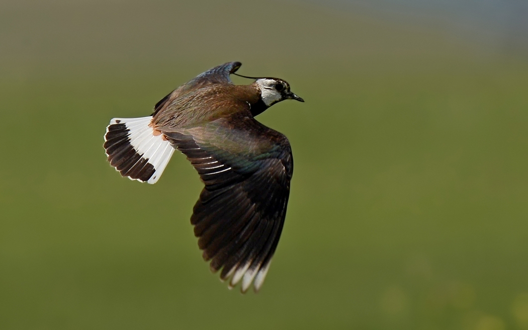 Northern Lapwing