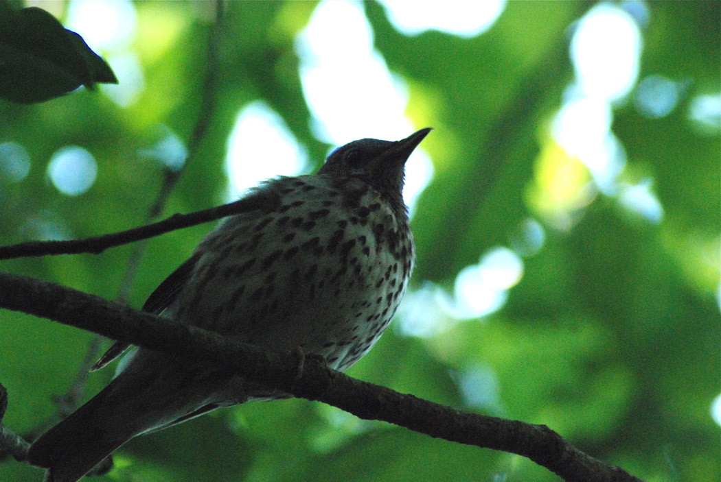 Song Thrush