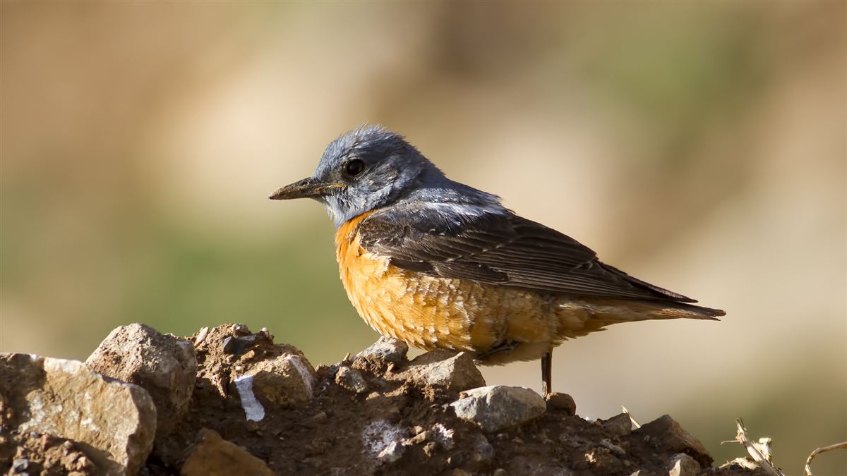 Common Rock Thrush