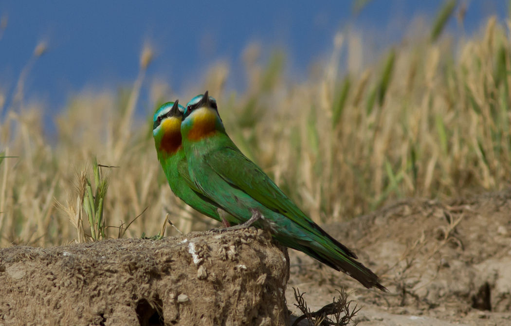 Blue-cheeked Bee-eater
