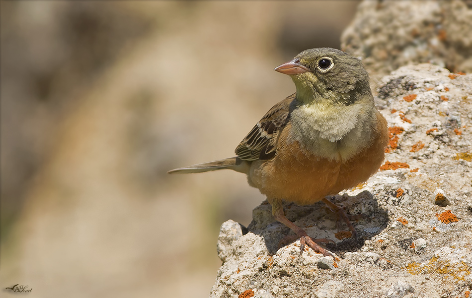 Ortolan Bunting