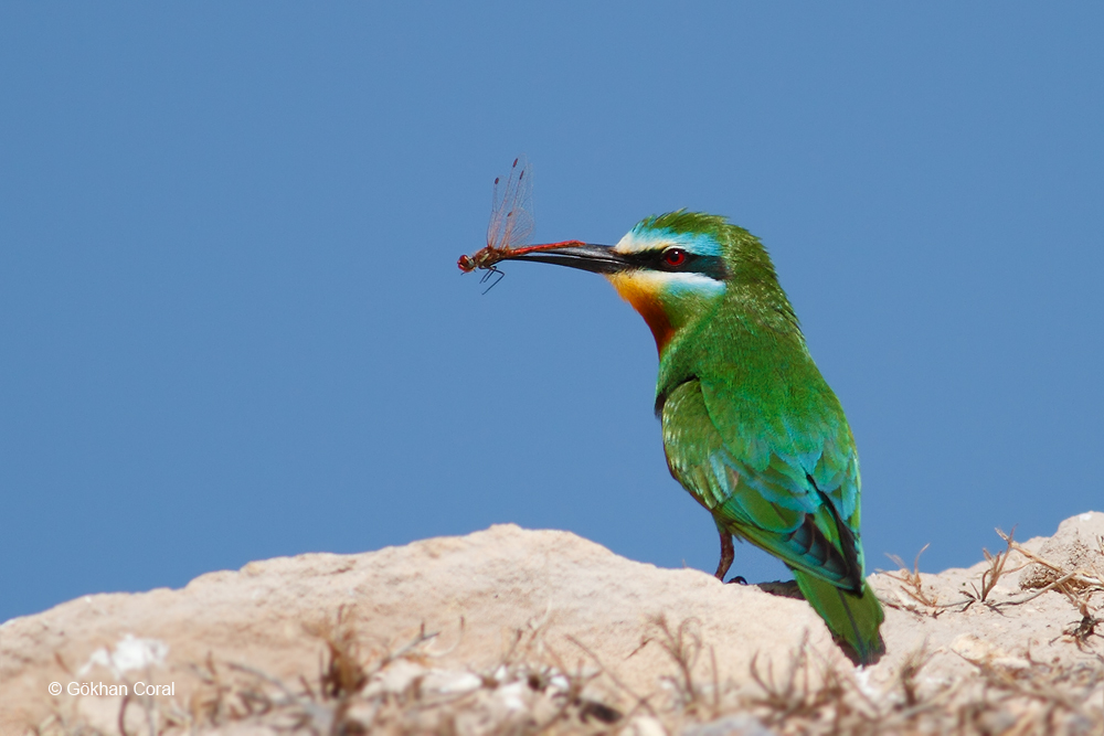 Blue-cheeked Bee-eater