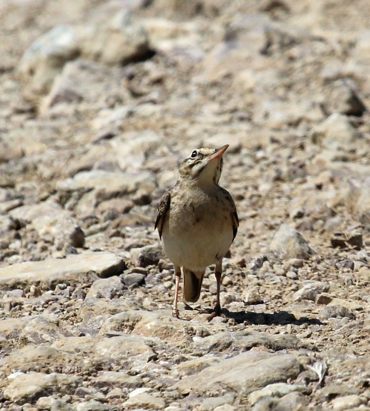 Tawny Pipit