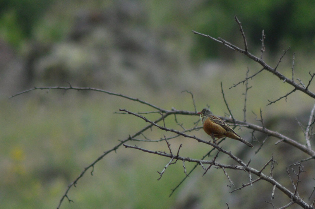 Ortolan Bunting