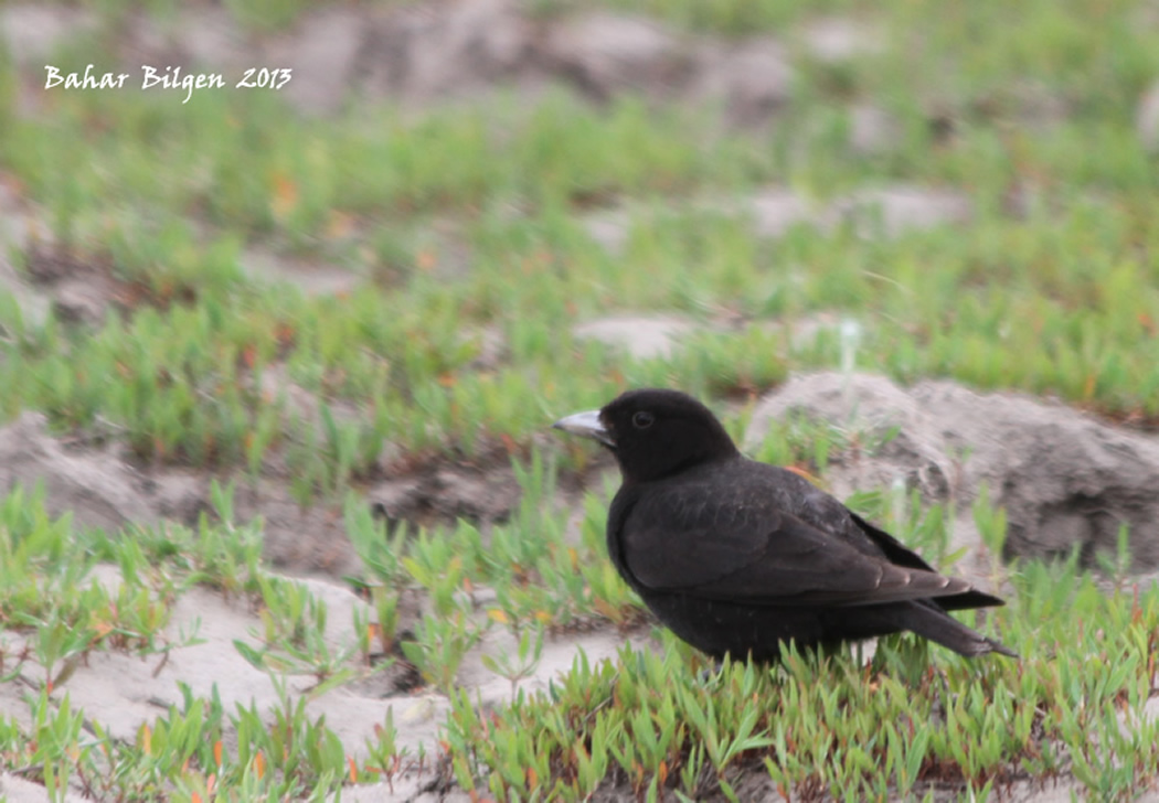 Black Lark