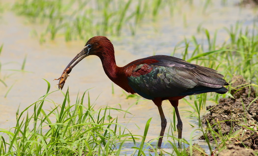 Glossy Ibis