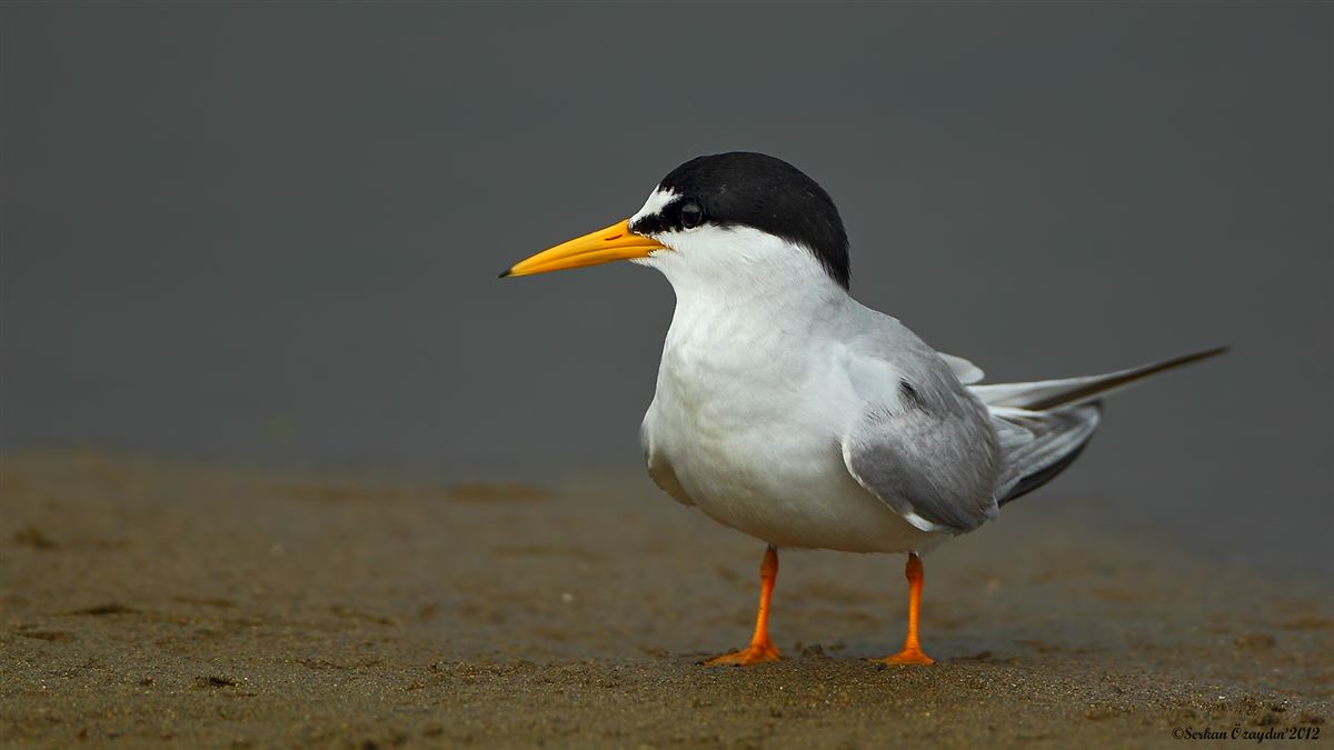 Küçük Sumru