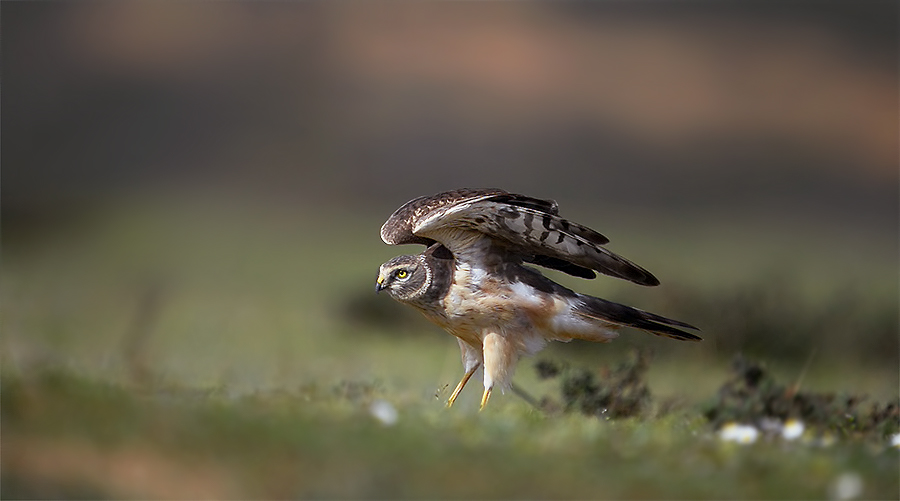 Pallid Harrier