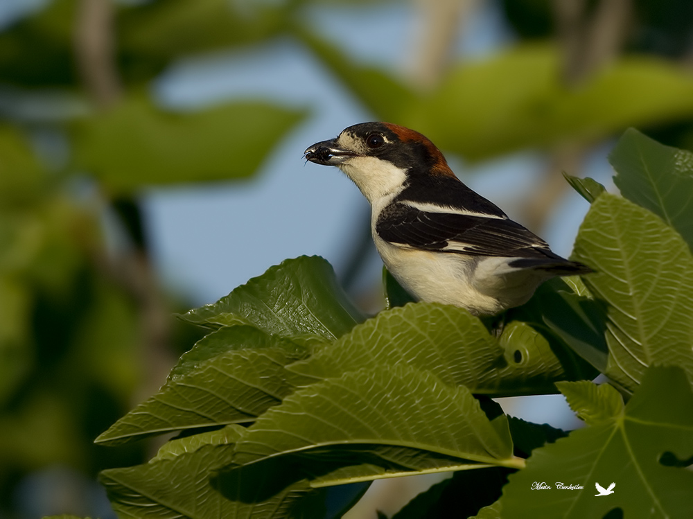 Woodchat Shrike