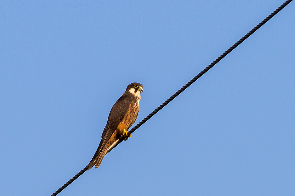 Eleonora`s Falcon