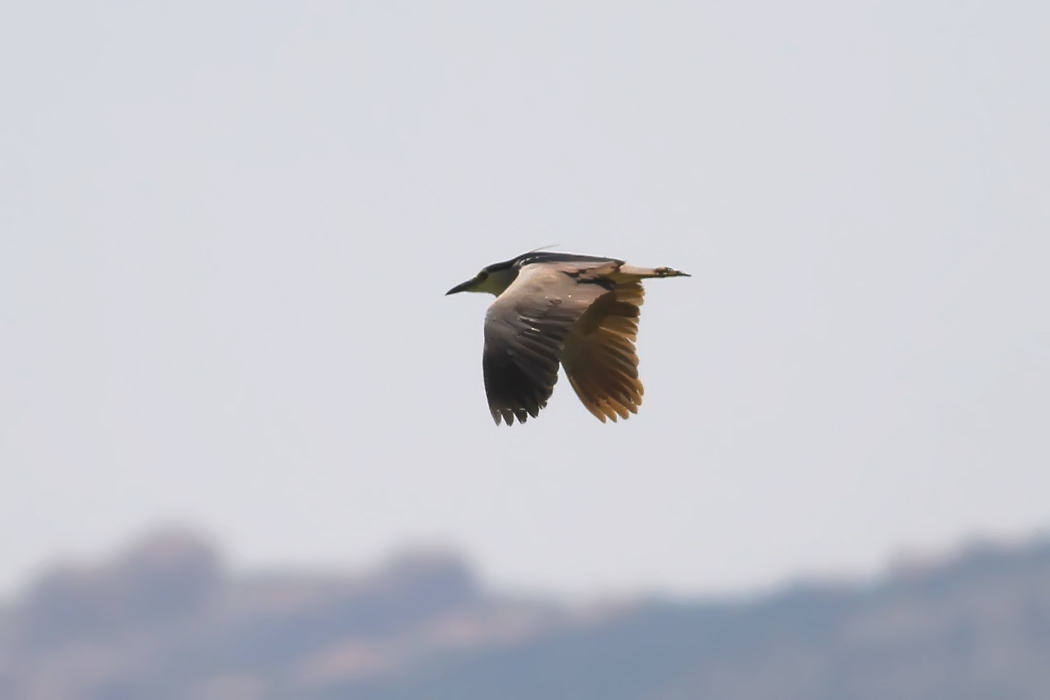 Black-crowned Night Heron
