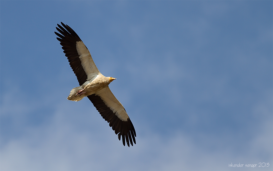 Egyptian Vulture