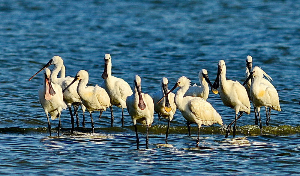 Eurasian Spoonbill