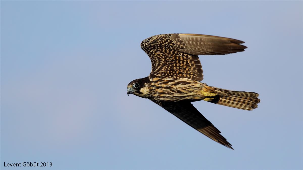 Eleonora`s Falcon