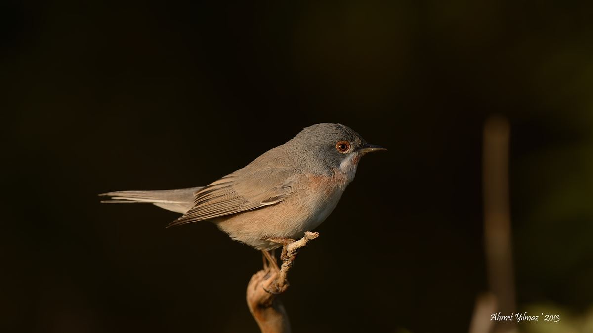 Subalpine Warbler