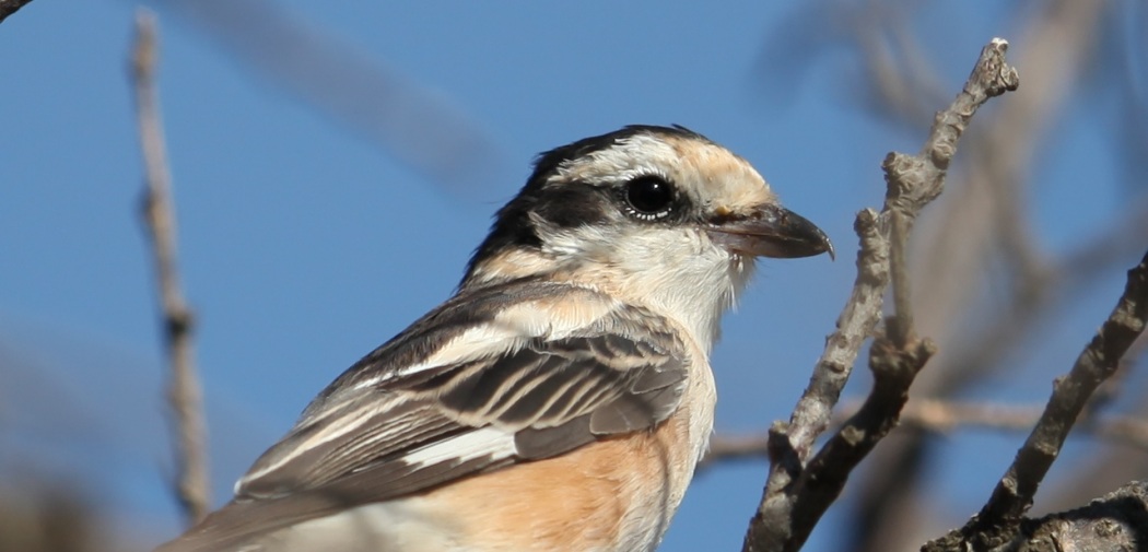 Masked Shrike