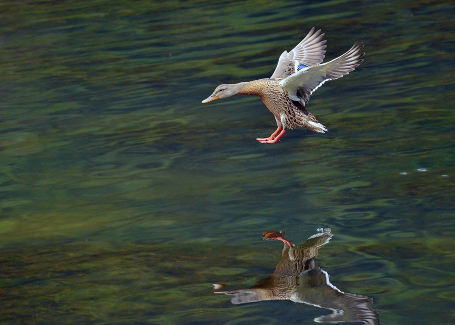 Mallard