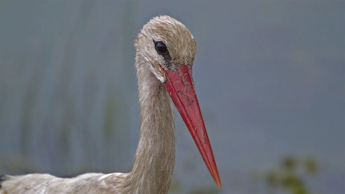 White Stork