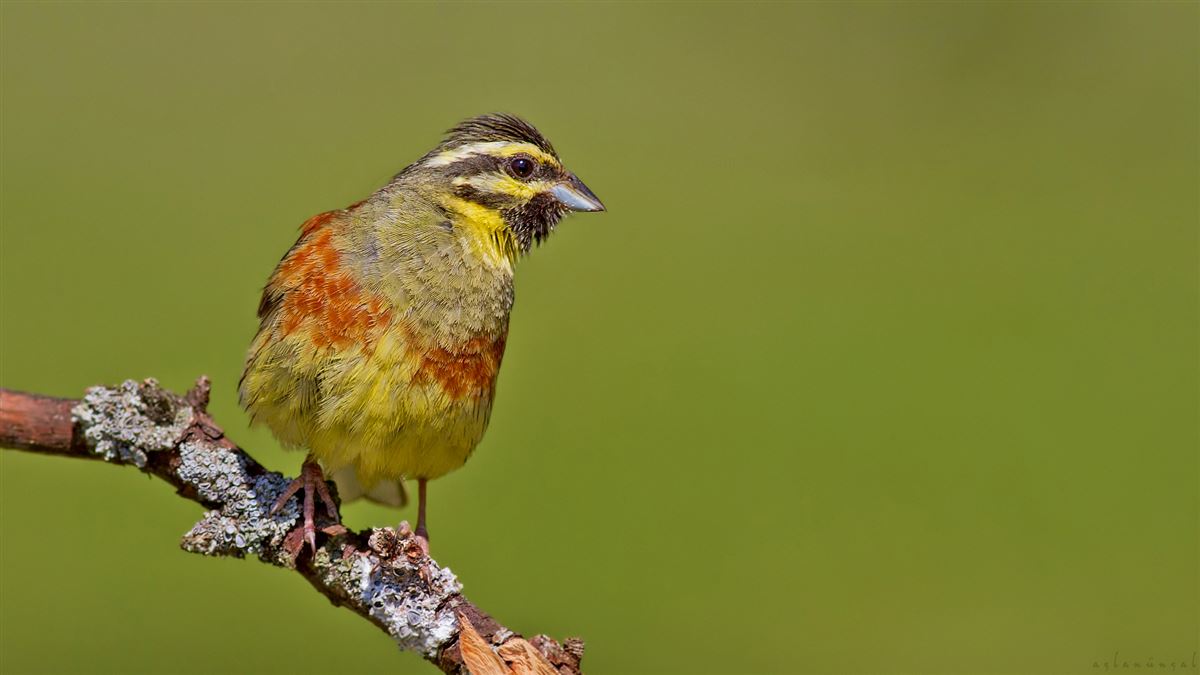 Cirl Bunting