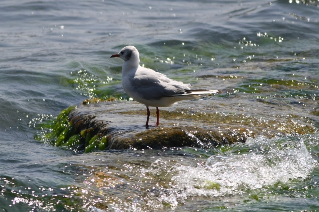 Black-headed Gull