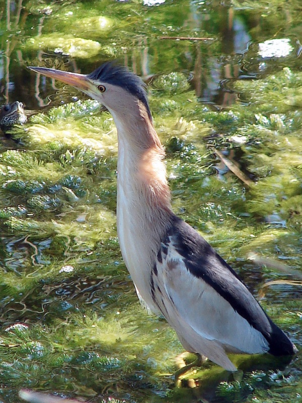Little Bittern