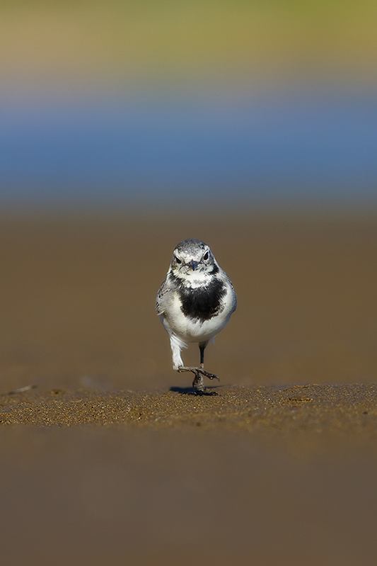 White Wagtail