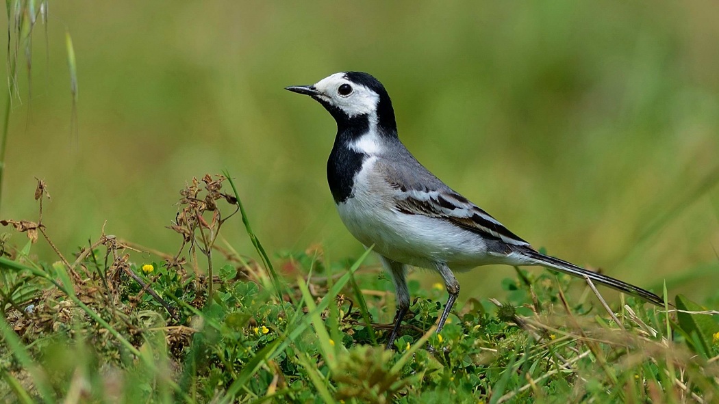 White Wagtail