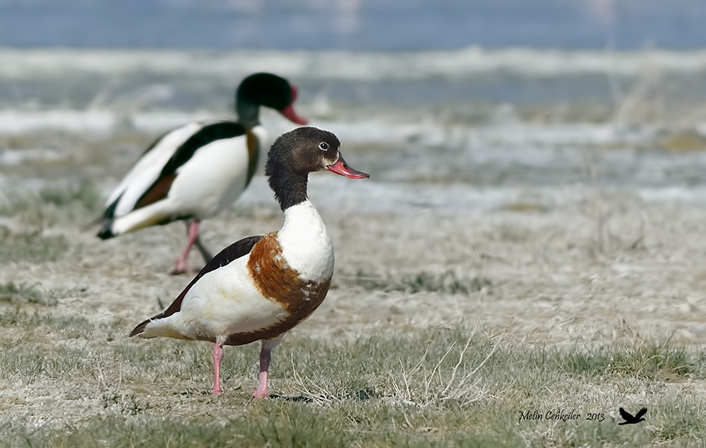 Common Shelduck