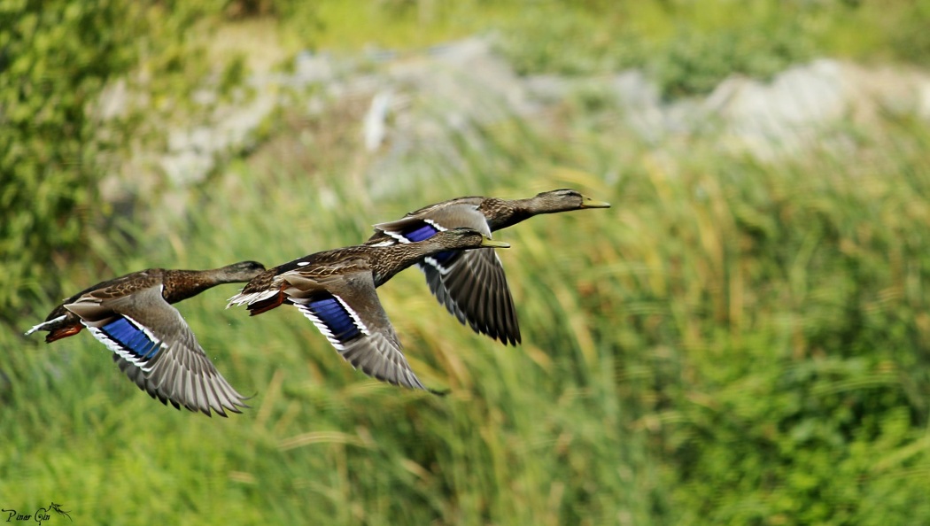Mallard