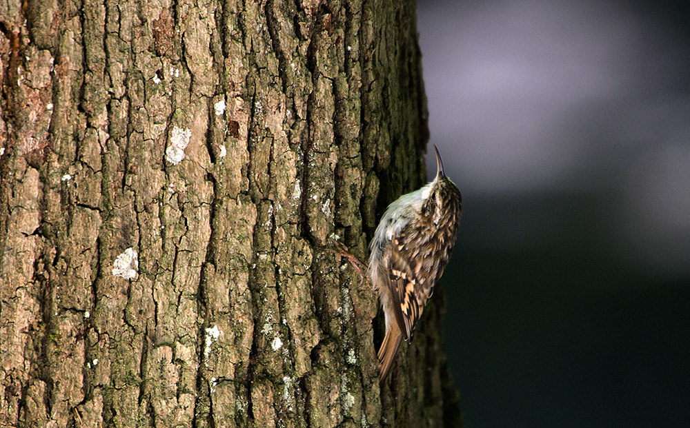 Short-toed Treecreeper