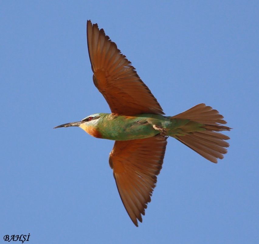 Blue-cheeked Bee-eater