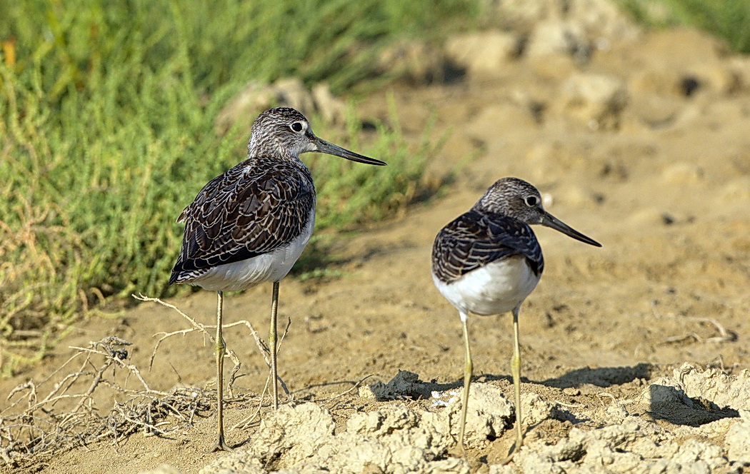 Common Greenshank