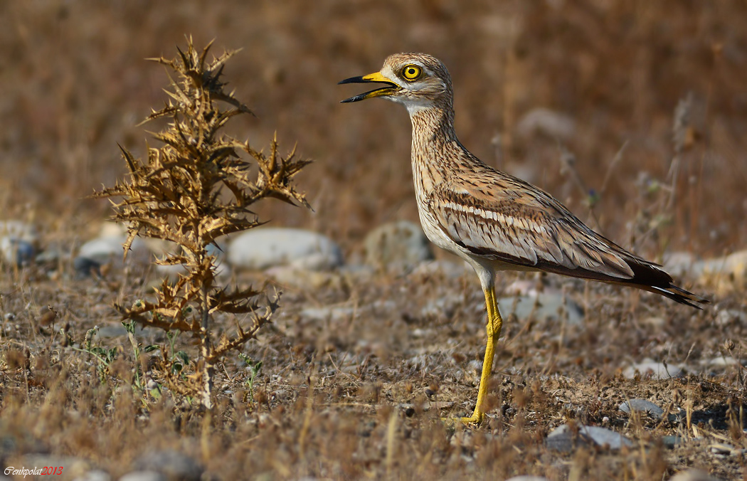 Eurasian Stone-curlew
