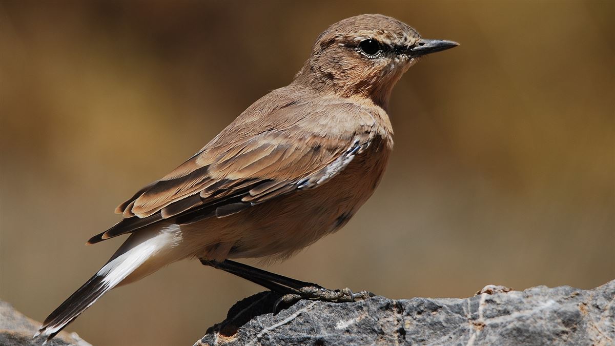 Northern Wheatear