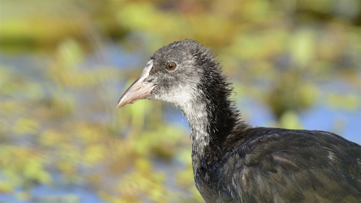 Eurasian Coot